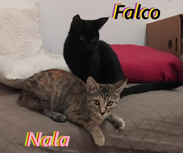 Nala & Falco Scampati Al Peggio